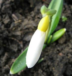 Galanthus Wandlebury Ring Foto Brandt