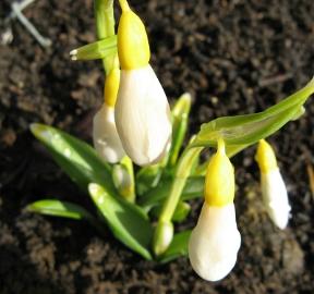 Galanthus Wendy`s Gold Foto Brandt