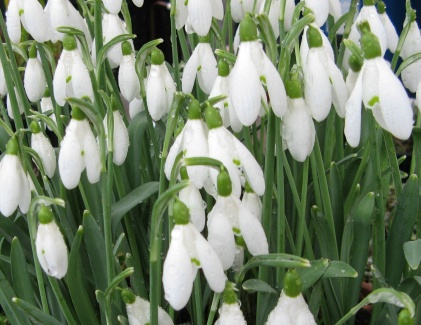 Galanthus White Cloud Foto Brandt