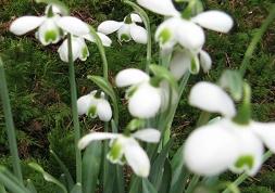 Galanthus White Swan Foto Brandt