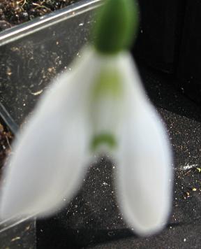 Galanthus William Louis