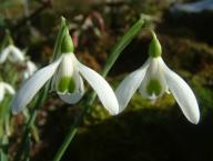 Galanthus Winifried Mathias Foto Eidmann