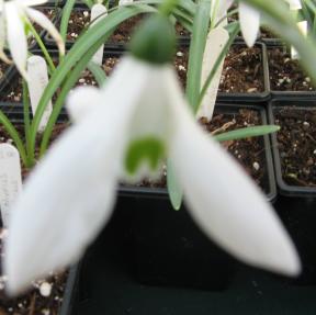 Galanthus X-Ray