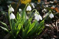 Galanthus Yamanlar Foto Eidmann