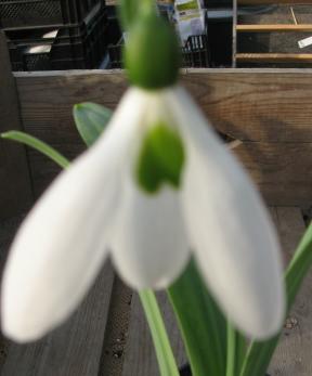 Galanthus Yvonne Hay