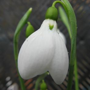 Galanthus Zwanenburg Foto Brandt