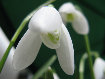Galanthus Anglesey Abbey Foto Brandt