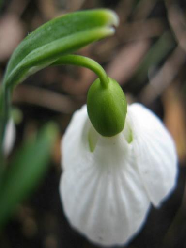 Galanthus byzanthinus Foto Brandt