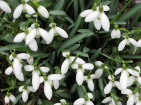 Galanthus unbekannt Foto Brandt