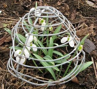 Galanthus Three Ships Foto Brandt