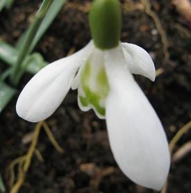 Galanthus Kenneth Becketts AM Foto Brandt