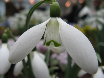 Galanthus Ketton Foto Brandt