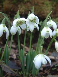 Galanthus Kingston Double Foto Eidmann