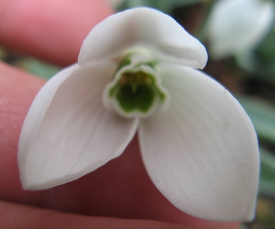 Galanthus Kite Foto Brandt