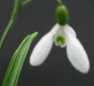 Galanthus Krim Wilde Foto Brandt